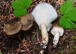 Image of Hygrophorus