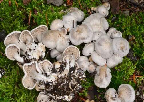 Image of Clitocybe