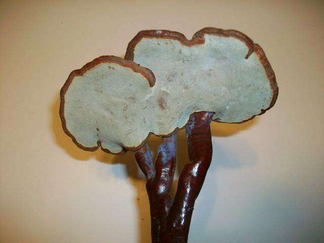 Image of Ganoderma weberianum (Bres. & Henn. ex Sacc.) Steyaert 1972