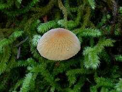 Image of Cystoderma