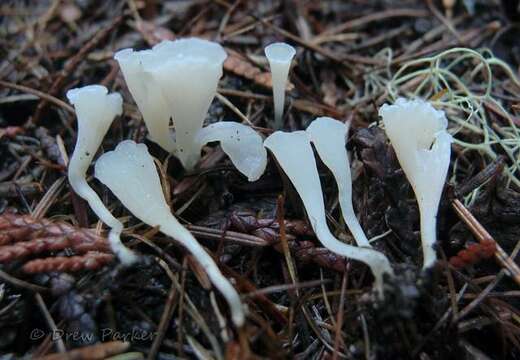 Sivun Auriscalpiaceae kuva