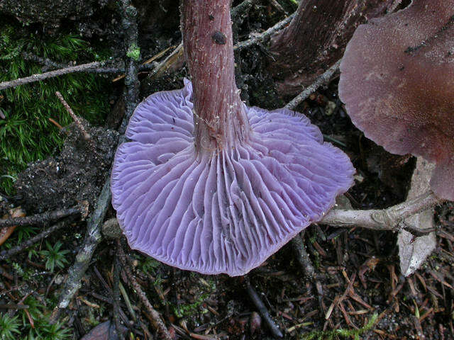 Image of Hydnangiaceae