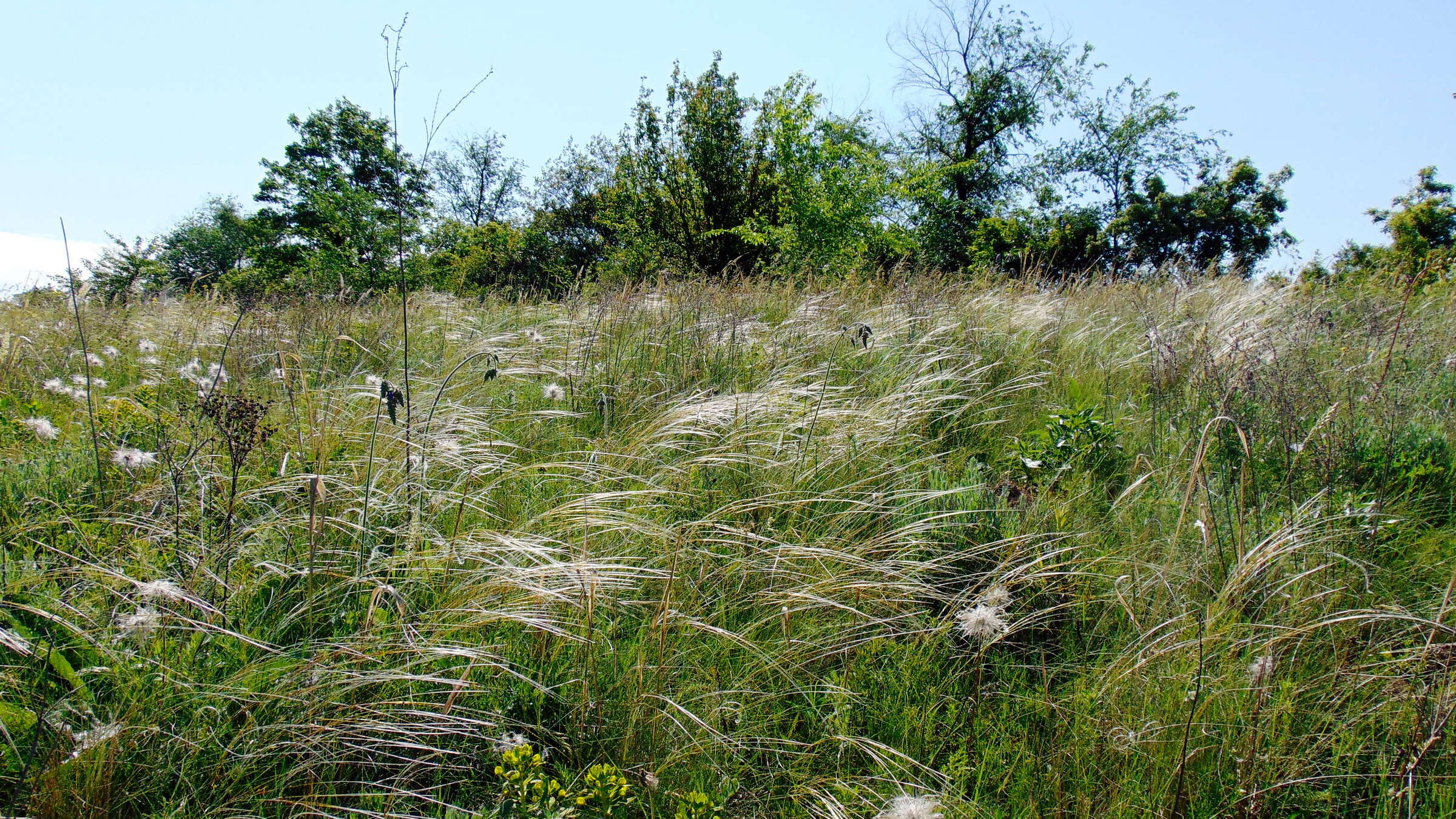 Plancia ëd Stipa lessingiana Trin. & Rupr.