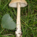 Image de Amanita populiphila Tulloss & E. Moses 1995