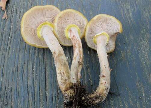 Image of Honey Fungus