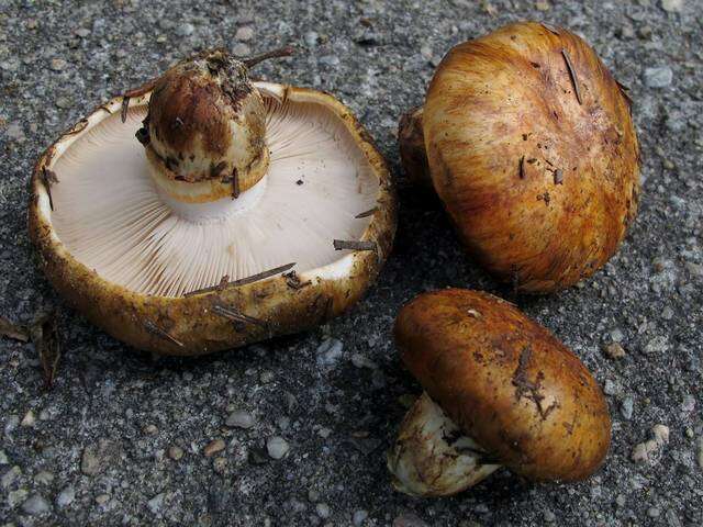 Image of Tricholoma focale (Fr.) Ricken 1914