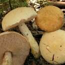 Image of Austroboletus eburneus Watling & N. M. Greg. 1986