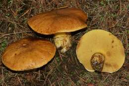 Image of Suillus caerulescens A. H. Sm. & Thiers 1964