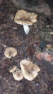 Image of Russula sororia (Fr.) Romell 1891