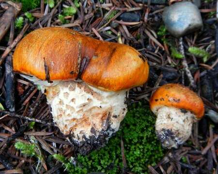 Image of Tricholoma focale (Fr.) Ricken 1914