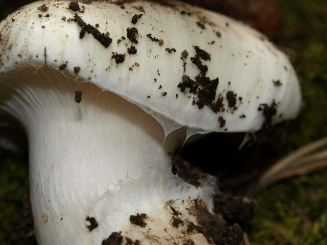 Слика од Hygrophorus subalpinus A. H. Sm. 1941