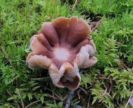 Image of Milk Cap Mushrooms