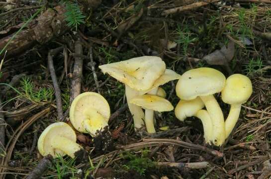 Слика од Hygrophorus