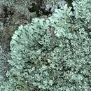 Image of xanthoparmelia lichen