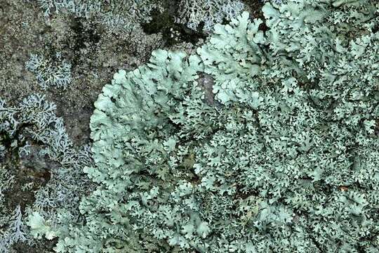 Image of xanthoparmelia lichen