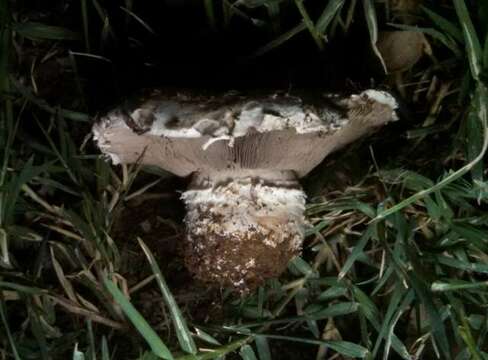 Image of Agaricus bitorquis (Quél.) Sacc. 1887