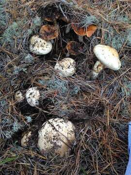 Image of White Matsutake