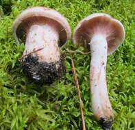 Слика од <i>Hygrophorus purpurascens</i>