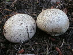 Image de Lycoperdon subcretaceum (Zeller) Jeppson & E. Larss. 2010