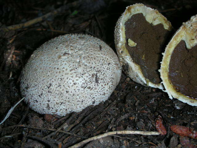 Image of Lycoperdon subcretaceum (Zeller) Jeppson & E. Larss. 2010