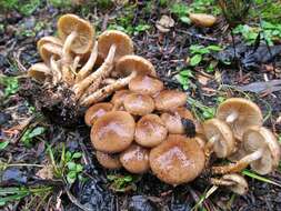 Image of Pholiota