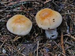 Image of Hygrophorus