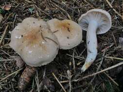 Image of Hygrophorus