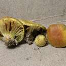 Image of Cortinarius globuliformis Bougher 1986