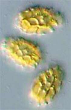 Heimioporus mandarinus (Ces.) E. Horak 2004 resmi