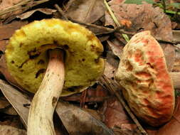 Image of Heimioporus mandarinus (Ces.) E. Horak 2004