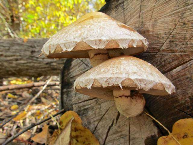 Слика од Hemipholiota