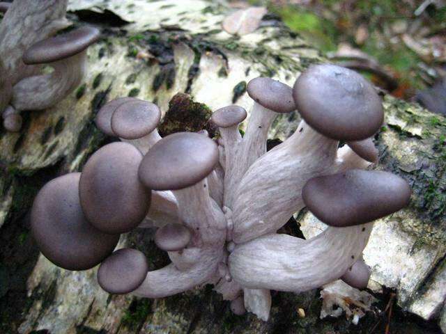 Image of Pleurotus