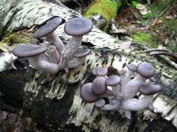 Image of Pleurotus