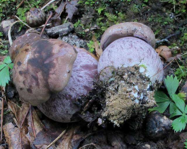 Image of Tylopilus plumbeoviolaceus (Snell & E. A. Dick) Snell & E. A. Dick 1941