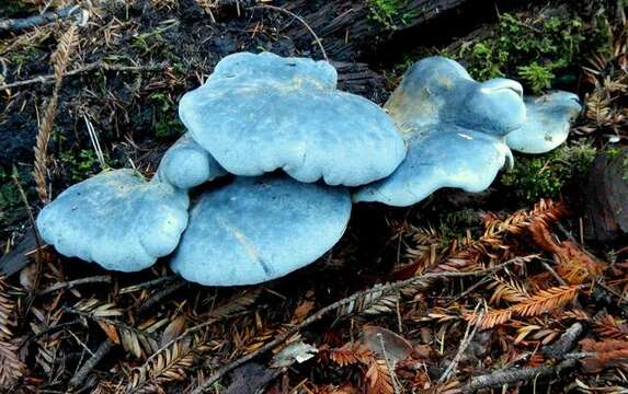 Image of Albatrellopsis