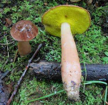 Image of Aureoboletus auriporus (Peck) Pouzar 1957