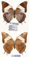 Imagem de Charaxes chintechi Minig 1976