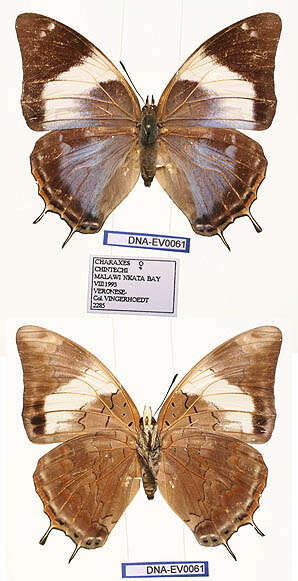 Imagem de Charaxes chintechi Minig 1976