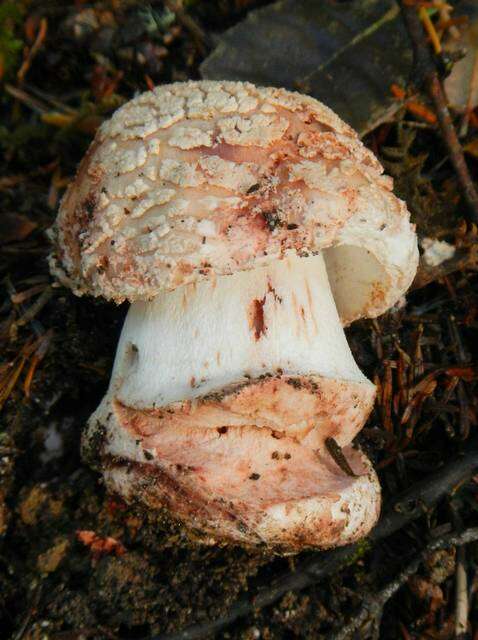 Plancia ëd Amanita novinupta Tulloss & J. Lindgr. 1994