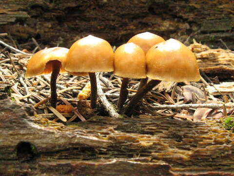 Image of Kuehneromyces