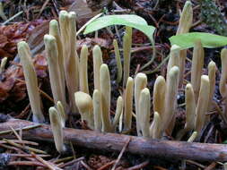 Image of Clavariadelphaceae