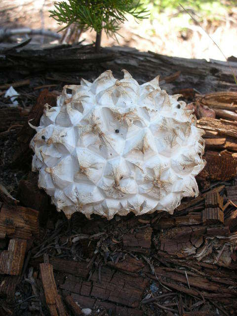 Image of Calvatia