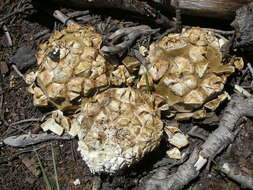 Image of Calvatia