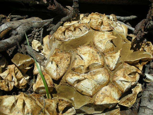 Image of Calvatia