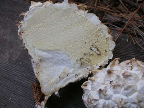 Image of Calvatia