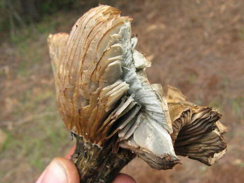 Image of Hygrophorus caeruleus O. K. Mill. 1984