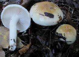 Image of Hygrophorus tennesseensis A. H. Sm. & Hesler 1939