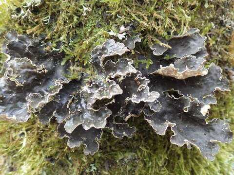 Image of lung lichen