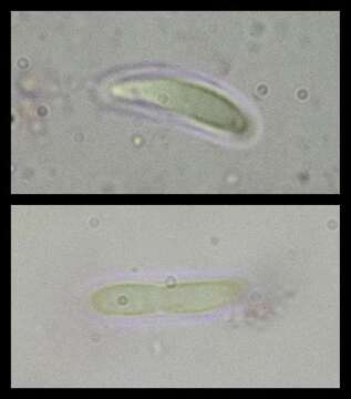 صورة Caloplaca nivalis (Körb.) Th. Fr.