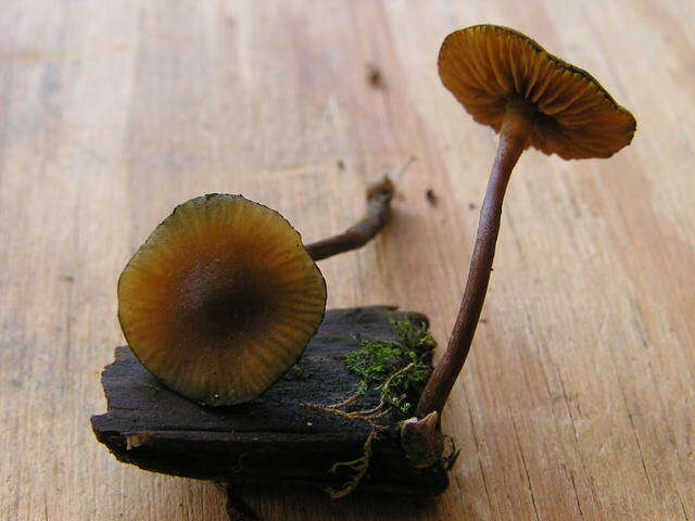 Image of Galerina